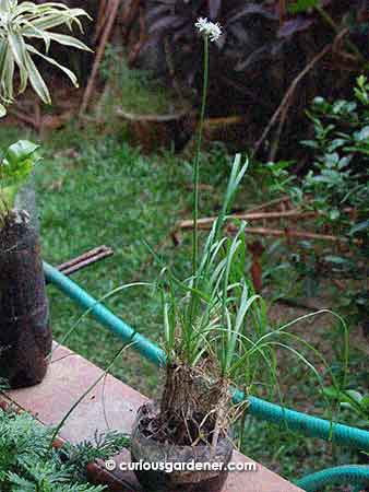 The chinese chive plants in the little pot, and, towering overhead is the flower spike with the flowers. See it?