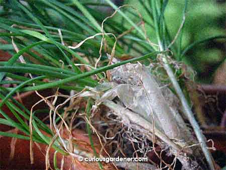 Our matured chinese chive plants, complete with onion skin-like sheath at the base of the leaves.