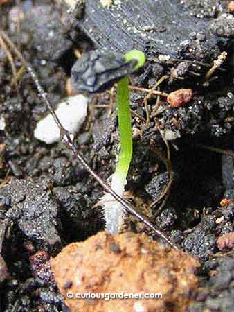 The first sprout was so tiny that it was almost invisible. Just look at those little root hairs growing on the tap root!