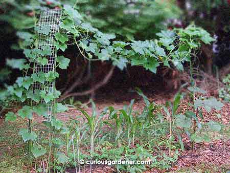 A fortnight ago, when the trellis began to be pulled inwards...