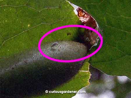 A pair of white ladybug larvae (circled) hunting yellow aphids on a developing marrow.