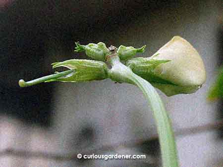 The long bean plants on the new trellis are finally starting to bear fruit...