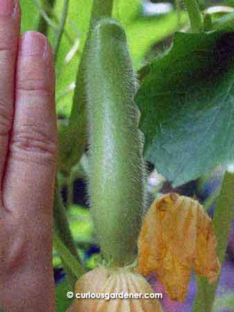 The first fruit from our unknown gourd/marrow plant just two days ago...