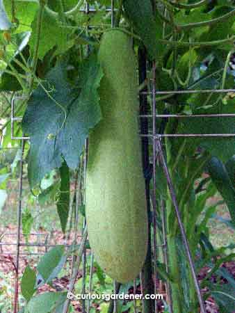 The marrow today - just shy of half a metre in length.