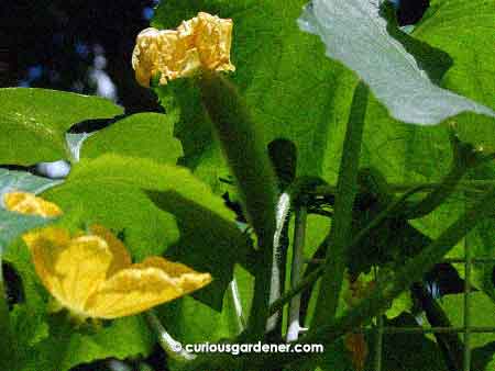 The new marrow flower bloomed yesterday. Will it set fruit?