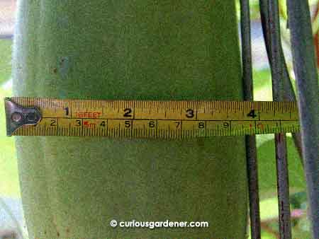 10cm today, at the widest part of the fruit