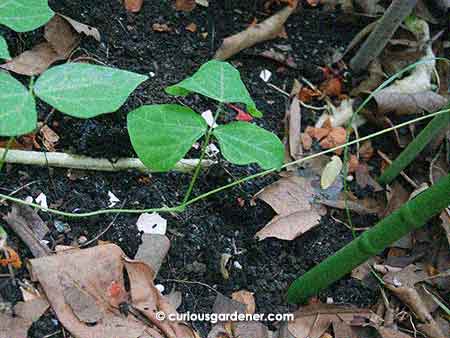 That thick stem you see across the middle of the photo - growing below the young jicama plant - is actually the root of the marrow plant. With such a strong root, it's no wonder the plant is growing so robustly!