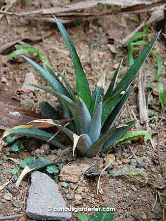 The pineapple crown shortly after it was planted out.