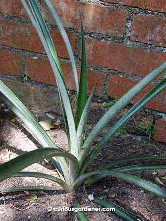 One of the pineapple plants after the transplant - it looks satisfied with the new location and is growing stronger leaves now.