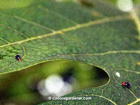 Here's a file photograph of a pair of Scymnus sp. ladybugs on the Red Lady papaya tree last year. You can see the rear of the one on the left, and the side profile of the one on the right. They were feeding on the mealybugs that were infesting the papaya tree at the time.