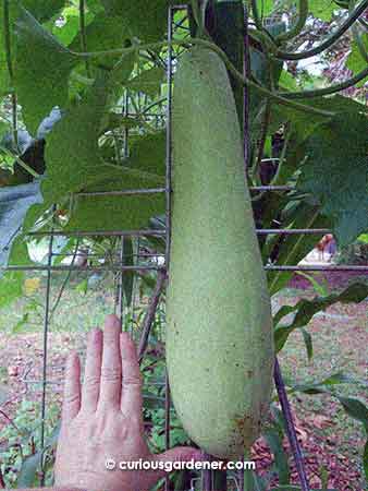 The marrow at about 10 days after setting fruit. It has been growing at an astounding rate and is currently 40cm long!!!