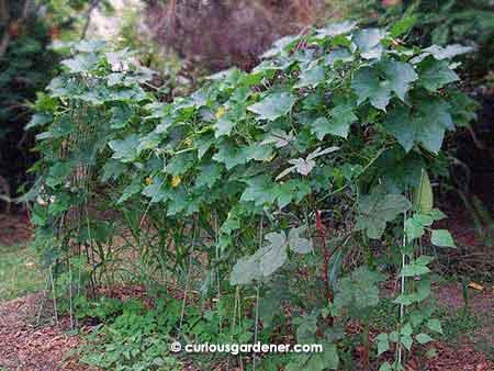 The jungle that my once orderly veggie bed has become...