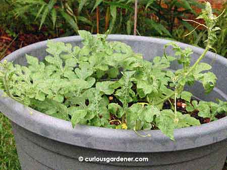 The watermelon plant growing nicely - no fruits yet, though.