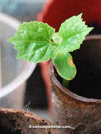 After unsuccessfully trying to get my old (and not initially stored in the fridge) small bittergourd seeds to germinate, my friend Julie came to my rescue with seeds from her plant, and we finally have the first of hopefully several plants beginning to grow. We've missed having these growing here...