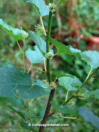 Novice Gardener's mulberry plant is starting to fruit again. I think it's cute how it seems to have one fruit per leaf juncture! We will have to compete with the birds for the ripe fruits again, I think.