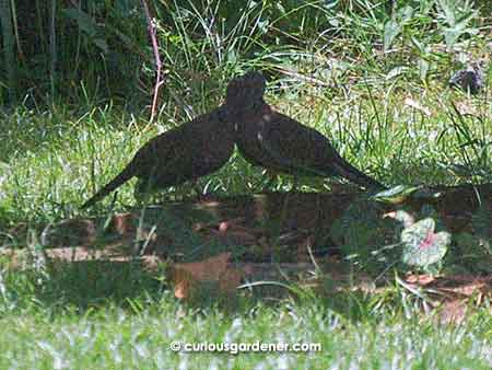 A pair of lovey-dovey speckled doves - they're always in pairs! - but this was the first time I've seen them looking affectionate.