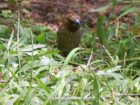 Not to be confused with the sparrow, but easily so, is this scaly-breasted munia. It was one of a pair that were happily browsing the uncut lawn for food.