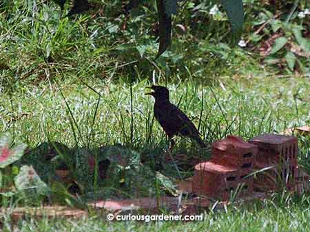 And, last in this series, a mynah feeling the heat after busily looking for food in the grass. It looks like it's gasping from the heat, doesn't it?