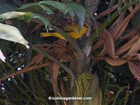 A suspicious black-naped oriole up in the palm tree. They're difficult to photograph because they're so alert and fly off fast.