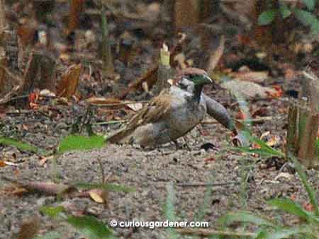 A nice, fat sparrow looking for a patch of sand to have a sand-bath in.