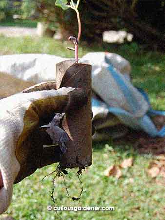 Step 2: Let the plant grow long enough to develop a decent root system.