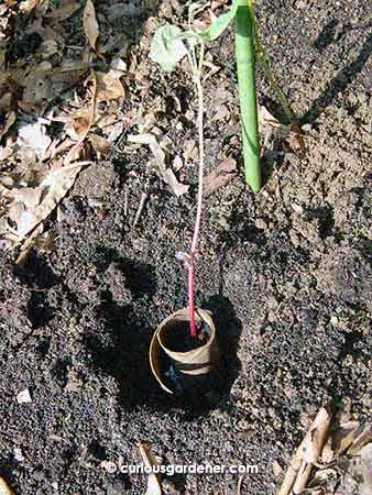 Step 3: Dig a hole deep enough to bury the cardboard roll and place the plant in it.