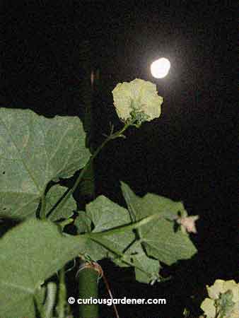 Angled loofah flowers against the night sky. I find it interesting that angled loofah flowers bloom at night while smooth loofah flowers bloom during the daytime. There are no cross-pollination worries that way!