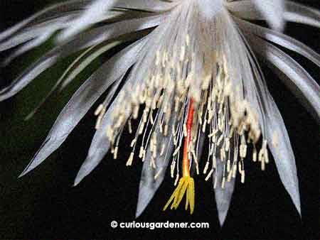 We can never get enough of a close-up view of the Keng Hwa flower. It is absolutely gorgeous, in our opinion!