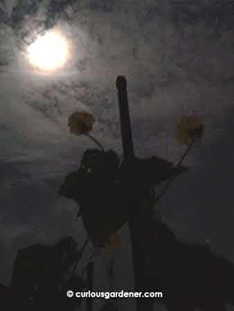 The camera doesn't always accurately capture what the eye sees, but this is closer to what I wanted to share with you - the ethereal look of the angled loofah flowers against the cloudy, moonlit sky.