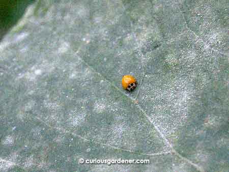 My marrow plant is the worst hit, where powdery mildew is concerned. The vine is just too dense, with insufficient air circulation that, together with dampness, powdery mildew thrives in.