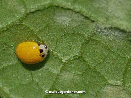 The marrow plant isn't the only one sporting yellow ladybugs - this one was among the few we noticed on the angled loofah plants as well.