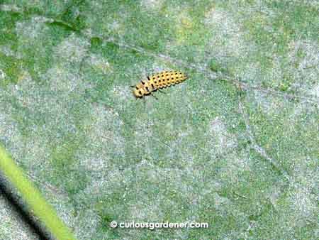 Here's a closer look at the yellow ladybug larva, feasting on powdery mildew. It looks like they feed on it at all life stages!