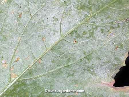 Can you spot the three yellow ladybug larvae on the underside of the marrow leaf?