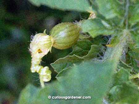 The watermelon fruit flower that had my hopes so high. Just look at that miniature fruit!