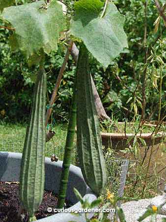 What I like to see - lots of fruits growing in the garden! Angled loofahs in this case.