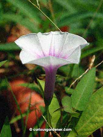 Side view of the bi-coloured kangkong flower.