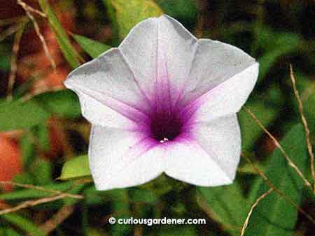 An unusual but attractive kangkong flower.