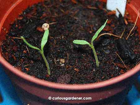 Wahoo! The first pair of brinjal sprouts. Another just started showing today!