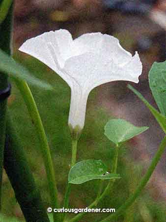 Side view of a regular (for us) kangkong flower.