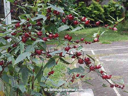 These branches were so weighed down by fruits that a heavy downpour would have broken the plant stems