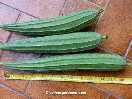 Our loofah harvest this week - not too bad, eh?