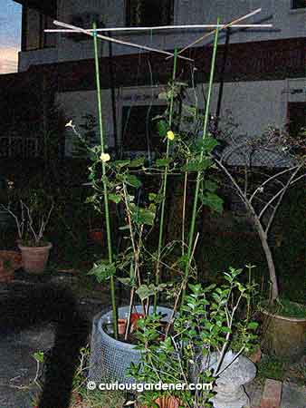 The loofah plants with their giant tomato trellis. I'm surprised it worked so well for them!