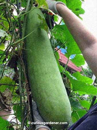 The great moment - harvesting our first marrow!