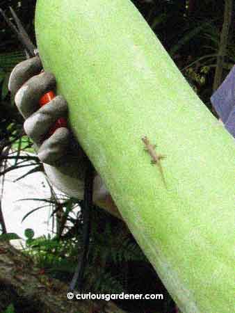 The joke about this harvest was that we didn't realize there was a young lizard on the marrow until after this picture was taken and it jumped onto my arm!