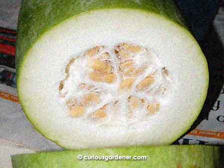 Cross-section of the marrow - looks very similar to our winter melon, except this had a narrower ring of flesh.