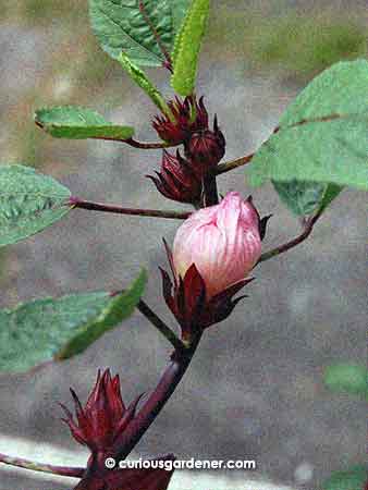 This is the point along the stem where the fruits start from behind the flower, and the buds are in front of it. They look almost the same in both stages, don't they?