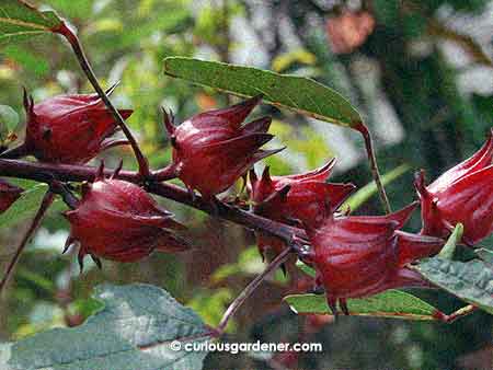 A cluster of roselle fruits closely spaced together. That's what I call prolific!