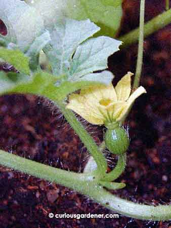 A female watermelon flower in bloom.