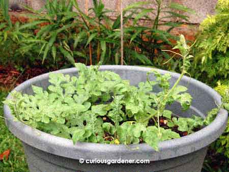 The recovered watermelon plants. There were only stems and a few leaves left when the aphids finally left them alone.