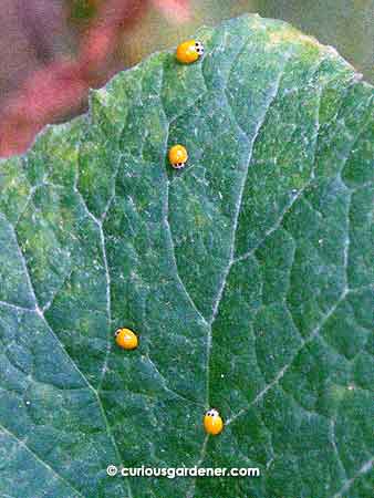 Seeing this many ladybugs at the same time is such a novelty for me!